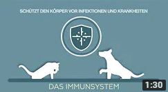 Unterstützung des Immunsystems